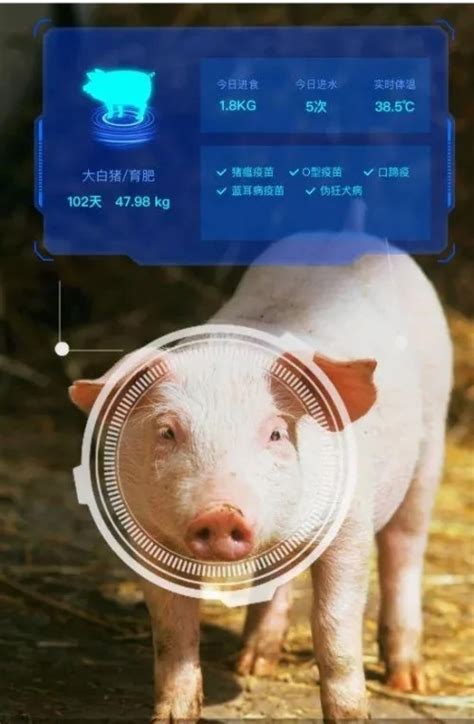 常用实验动物：猪和小型猪治疗诊断方法,医用实验动物学课件视频下载,精品课程