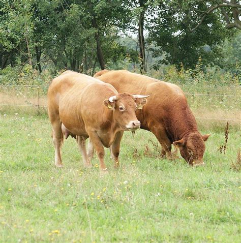 放牧的两头黄牛高清图片-千叶网