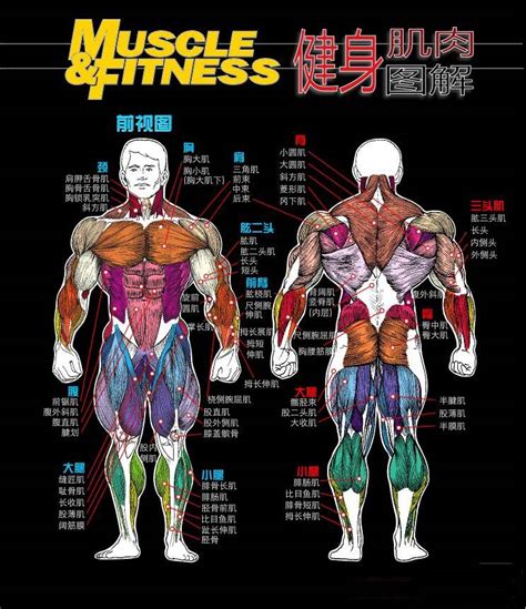 人体肌肉分布图图片