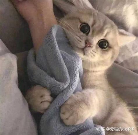 非主流的宠物头像男生