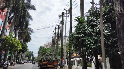 变“光杆司令”了，京泰路的大王椰应该早日迁移走，改种别的树了