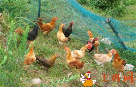 农村养鸡为什么成活率低? 养殖户需要如何改进？ - 知乎