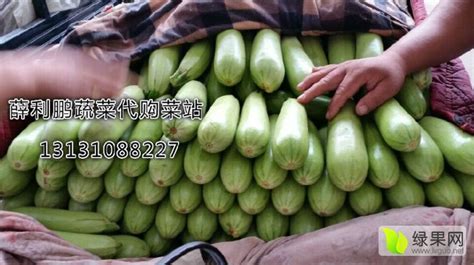 河北永年南大堡大型蔬菜市场供应西葫芦_西葫芦价格行情_蔬菜商情网