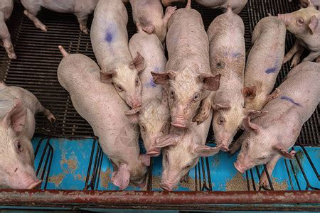 亚洲兽医在猪养场动物和猪养业高清图片下载-正版图片503754250-摄图网