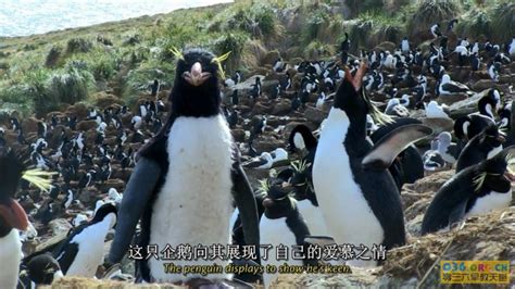 全3集企鹅群里有特务纪录片中文版+英文版720P高清-兜得慧