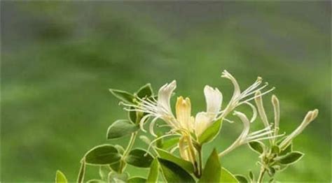 金银花种植基地 金银花栽培技术 优质原种苗 - 种植供应 - 农伞网