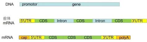 教你怎么查基因启动子和转录因子结合位点 - 知乎