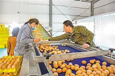 人民日报报道：山南市推动藏鸡特色优势产业实现新突破--湖北省农业农村厅