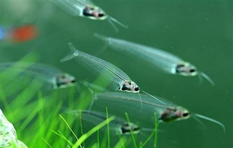 世界上最神奇的四种“透明鱼”！图4来自中国，吃过算你厉害！