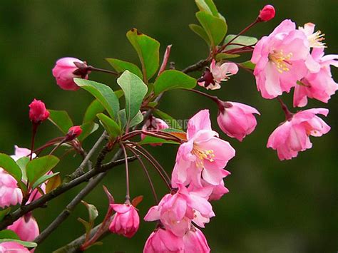 垂丝海棠花如何种植？垂丝海棠的种植方法与基本的养护知识-绿宝园林网