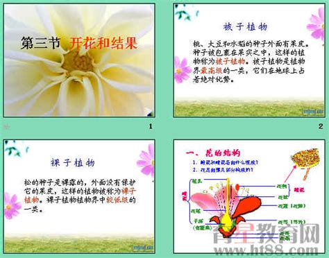 开花和结果ppt29 人教版