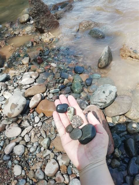 河边捡回一块石头 - 浙江鱼友俱乐部 - CTA南美水族