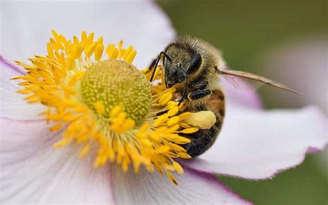 蜜蜂有什么精神 - 知百科