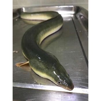鲜活白鳝鱼新鲜淡水白鳗鱼鳗鲡0.5kg【图片 价格 品牌 报价】-京东