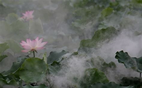 【雾里看花+阳光下的荷花摄影图片】生态摄影_太平洋电脑网摄影部落