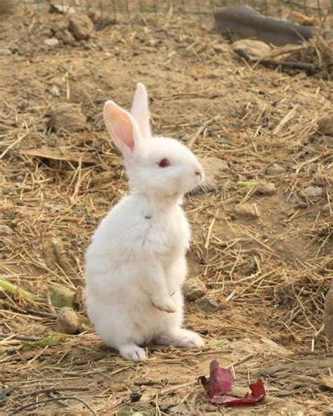 怎样养宠物兔子才能把兔子养好 如何让你的宠物兔子健康成长-四得网
