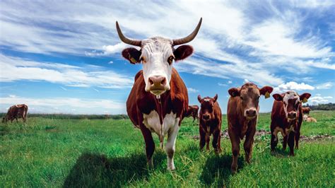 中国十大优良牛品种，延边牛上榜，第五毛色较为少见(3)_排行榜123网