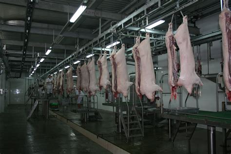 猪屠宰设备胴体加工自动线 - 产品中心 - 青岛正雨食品机械制造有限公司