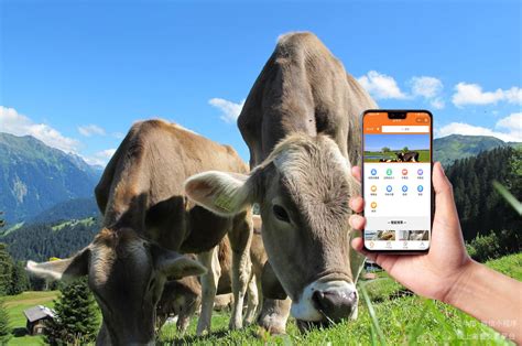 畜牧产品交易平台：数字化时代的畜牧业发展新动力-云买牛