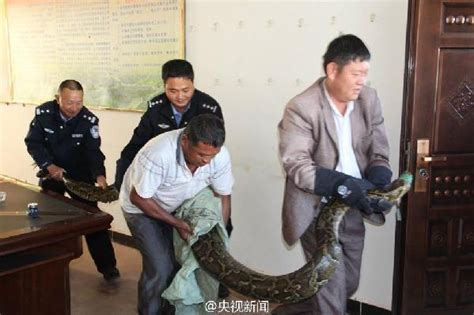 云南一施工队修路发现百岁蟒蛇 身长近4米_海口网