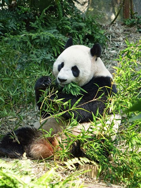 大熊猫到底是食草动物还是食肉动物？ - 知乎