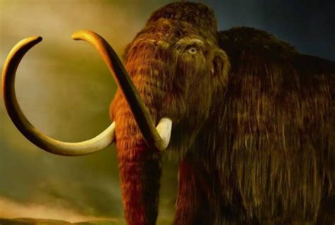 一直到4千年前！世界上最后的猛犸象种群是如何“突然”灭绝的？|冰河世纪|猛犸象|弗兰格尔岛_新浪新闻