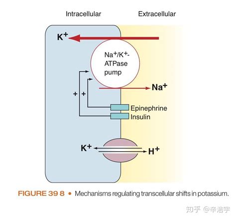 钾离子的跨细胞转运中的氢钾交换是交换体吗？ - 知乎