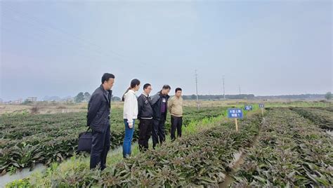 2020年第五期基层农技推广体系改革与建设项目现代农业中草药产业绿色高效生产技术培训班在我校开班-云南农业大学