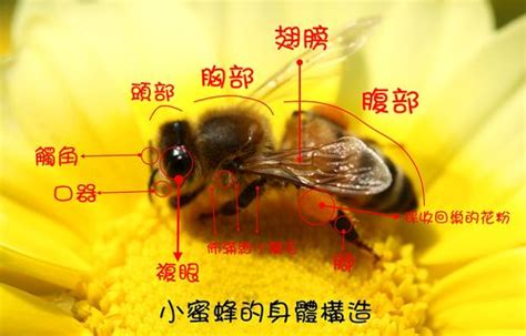 蜜蜂有什么特点和特征，请问蜜蜂的特点是什么？ - 综合百科 - 绿润百科
