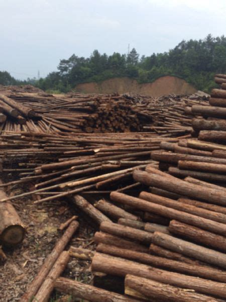 杉木--板材原木_产品图片信息_中国木材网！