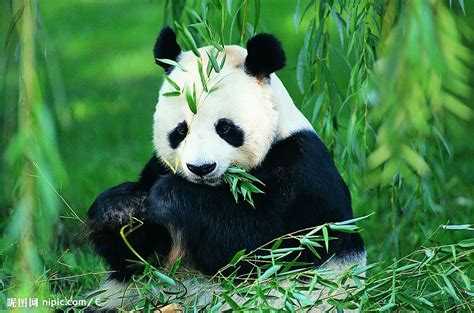 动物照片大全图片