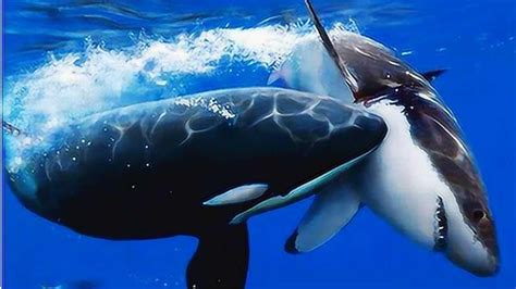 蓝鲸是世界上最大的动物24高清图片下载-正版图片503464450-摄图网