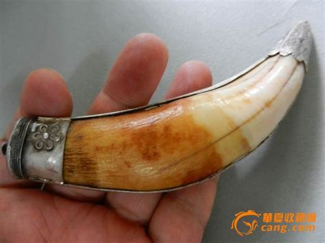 老虎牙图片