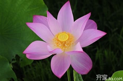 中国十大名花 - 花百科
