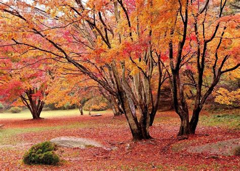 世界最美红叶树图片,最美枫叶林图片,秋天红枫叶的风景图片(第9页)_大山谷图库