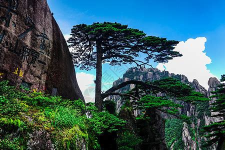 黄山松树图片