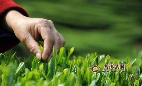 中国有机茶出口现状及前景解读 - 陕西鹏翔茶业股份有限公司