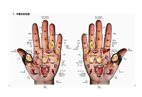 手指对应的经络五脏图,手指与五,手指对应的五图(第2页)_大山谷图库