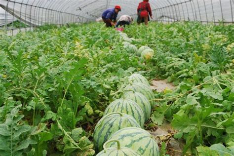 4.3万黄岩瓜农闯天下，种了全国70％精品大棚西瓜！秘诀是⋯