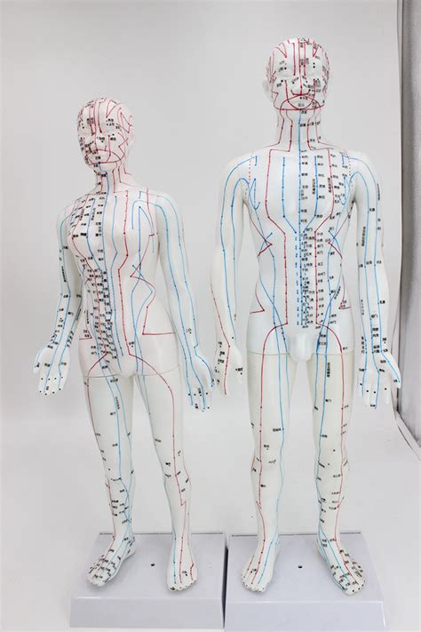 62CM彩色针灸穴位人体模型经络穴位模特图全身中医十二扎针练习小-阿里巴巴