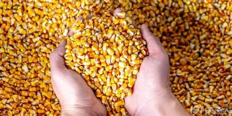 2017年中国玉米价格走势及市场供需预测【图】_智研咨询