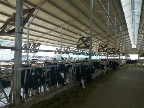 奶价旺季不旺、牧场卖牛求生，奶牛养殖业紧急纾困 | Foodaily每日食品