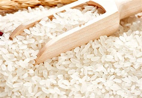 籼米和梗米的区别-籼米