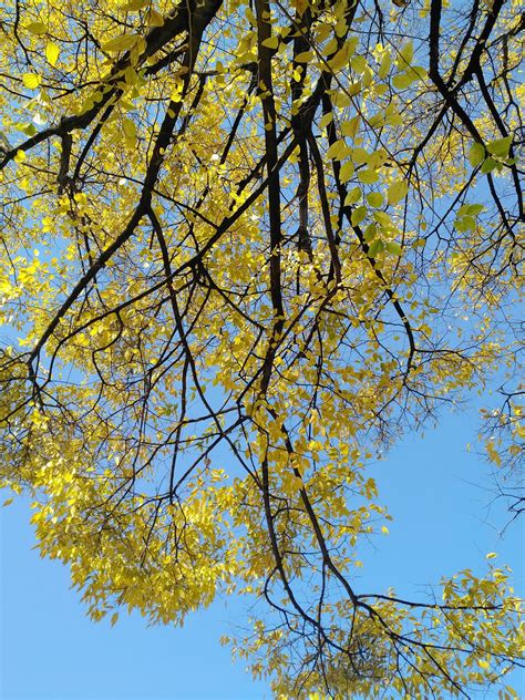 秋季多彩黄树叶图片 - 站长素材