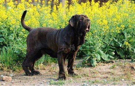 世界上十大最危险的狗:藏獒上榜 纽伯利顿犬土佐犬凶残 - 动物之最