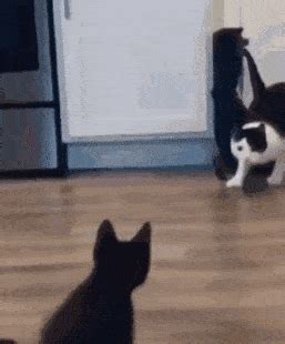 两只猫打架，橘猫下手也太重了吧！听着都疼！