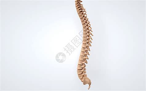 人的脊柱,正常的脊椎图,正常人的脊柱_大山谷图库
