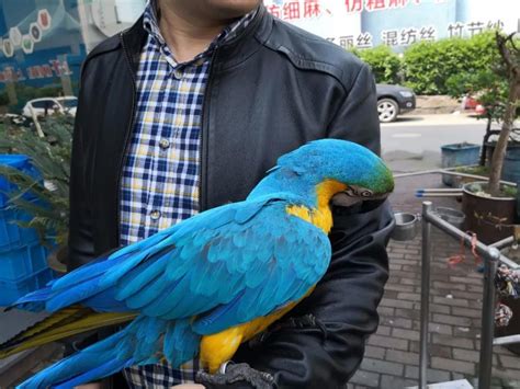 浙江老板花9000元买下一只鸟，8年后，意想不到的事出现了