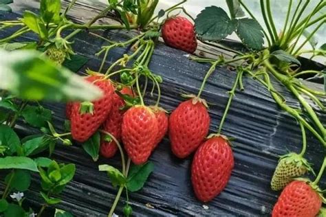 重庆采摘草莓的地方有哪些_旅泊网