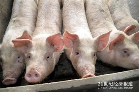 教授网上卖种猪背后：超八成中国猪肉来自国外引种 本土4猪种已灭绝_凤凰网